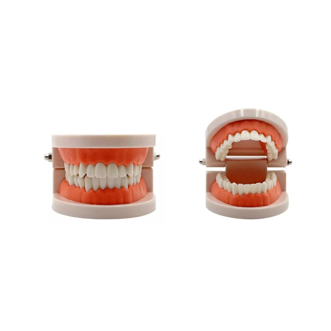 Dental Practise Tooth Model